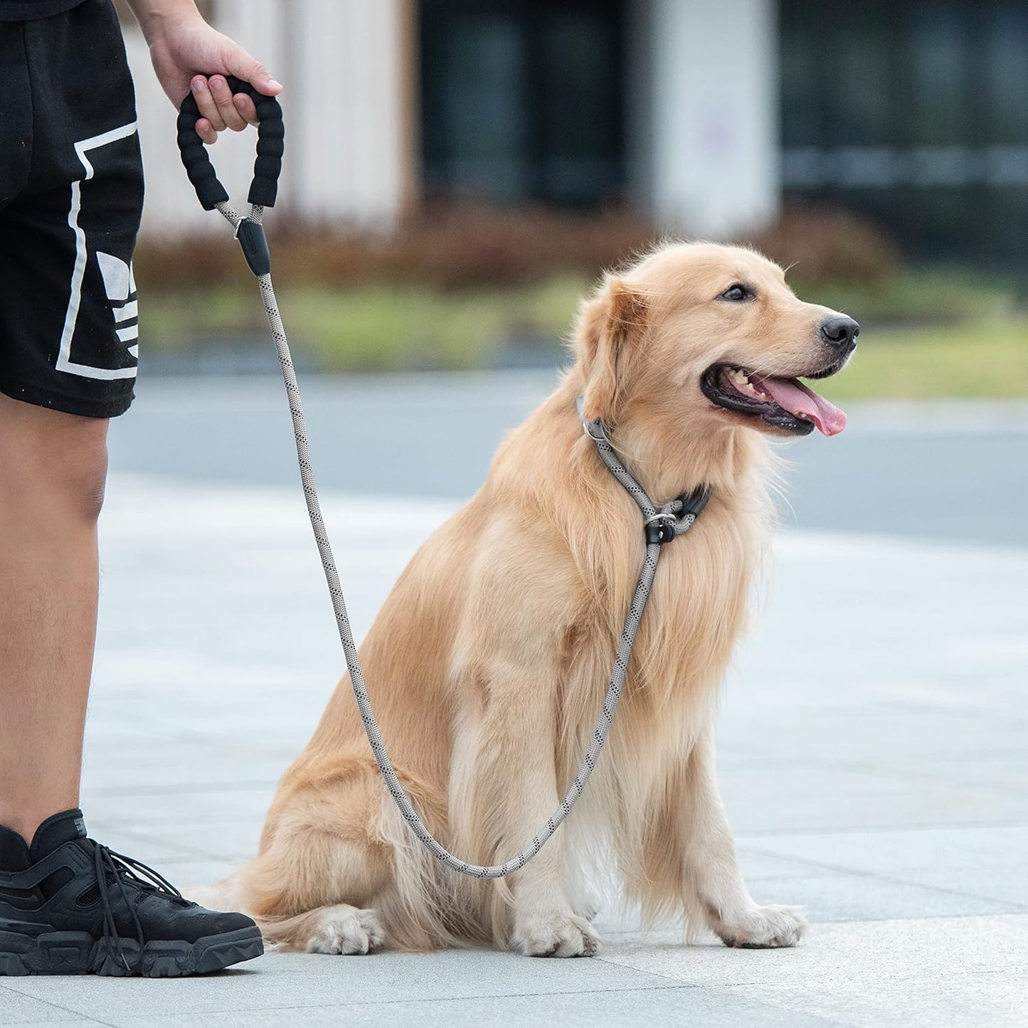 No-Pull Pro Leash - Petopia