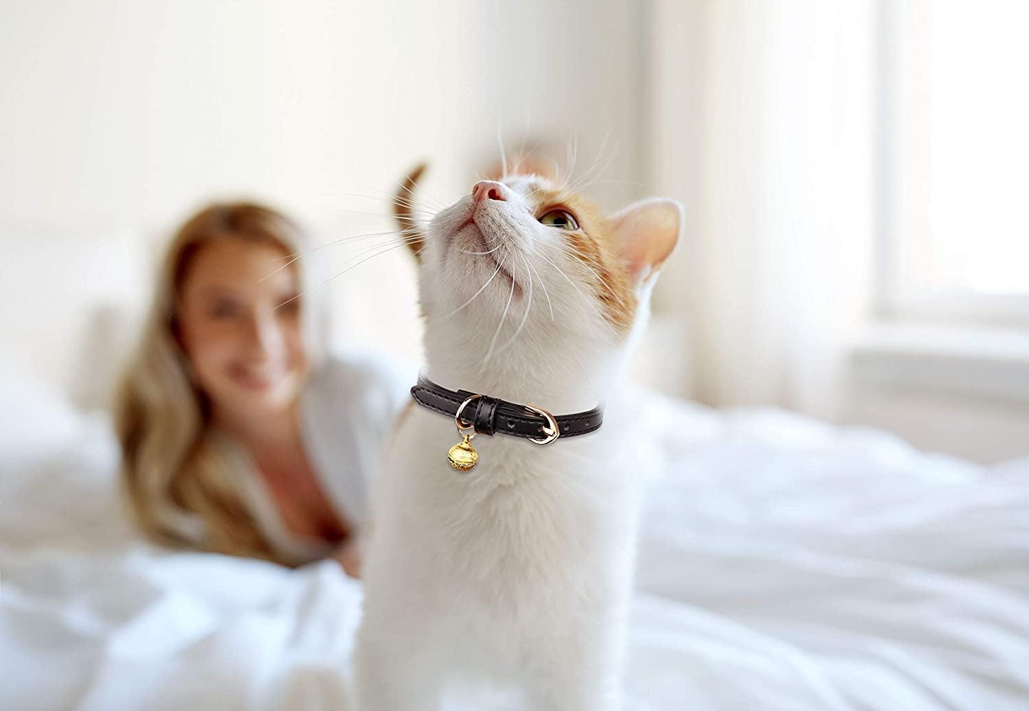 Premium Cat Supplies for Happy, Healthy Felines - Petopia